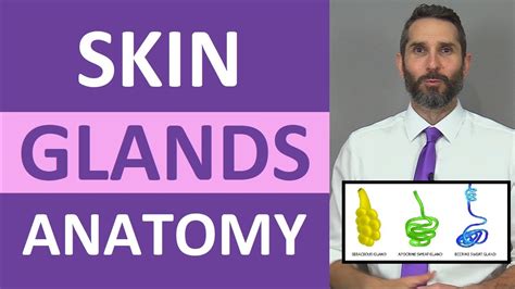 Skin Glands Anatomy Sweat Glands Sebaceous Glands Integumentary