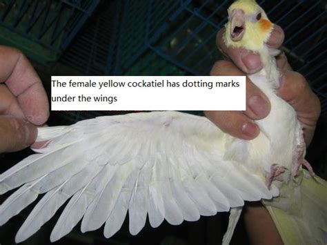 The Simple Ways To Distinguish A Cockatiel Male Or Female Care Birds