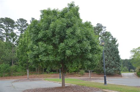 Pistacia chinensis is a deciduous tree growing to 9 m (29ft 6in) at a slow rate. What Grows There :: Hugh Conlon, Horticulturalist ...