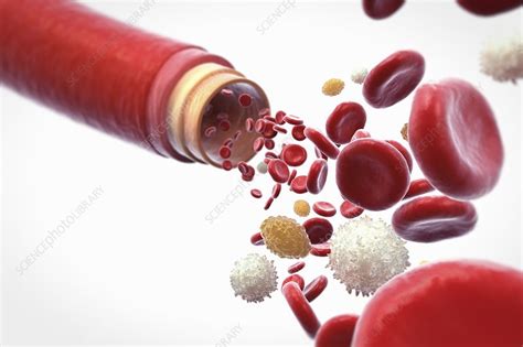 Blood Vessel With Cells Artwork Stock Image C0204876 Science