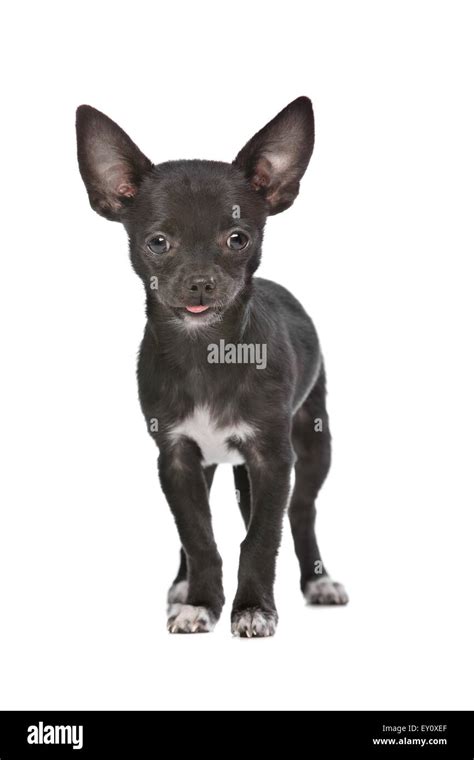 Black Chihuahua Dog Hi Res Stock Photography And Images Alamy