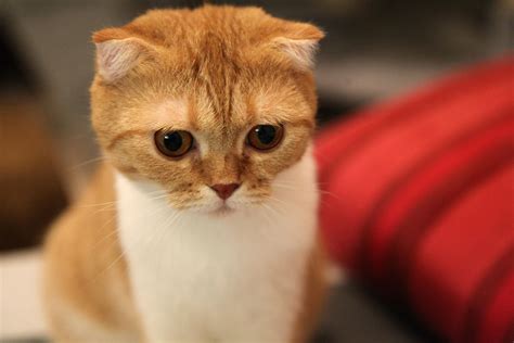 13 Rare And Unusual Cat Breeds To Fall In Love With