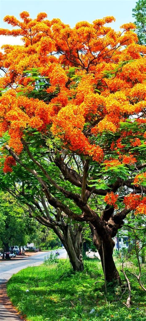 Its A Beautiful World — Beautymothernature Beautiful Tree Mother