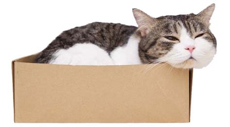 Why Cats Love Boxes Cats Herd You