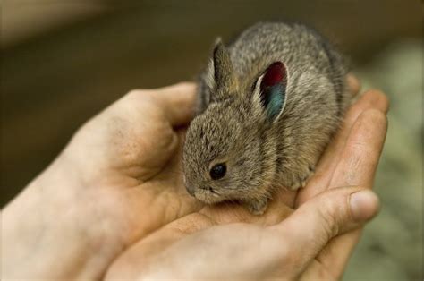 Sign Of Success Endangered Pygmy Rabbits Breed In The Wild Small