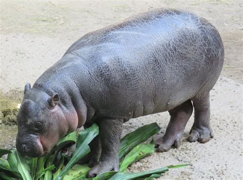 Penelope Baby Pygmy Hippo Zoochat