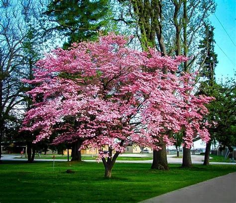 An image showing flowering dogwood. Best 25+ Pink dogwood ideas on Pinterest | Blossom trees ...