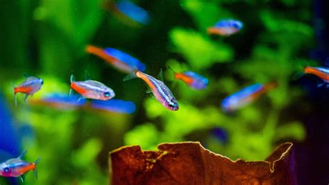 Neon Tetra And White Spots Common Causes And Treatments