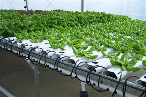 The Bright Side Of Hydroponics Hydroponic Grow Shops And Garden Centers