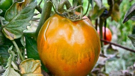 Orange Fruit Tomato Vegetable Nature Free Image Download