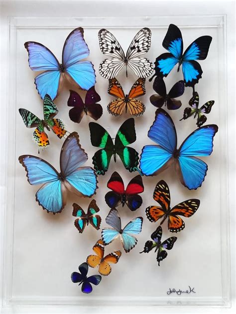 Butterfly Display Framed Butterflies Mounted Butterflies Etsy