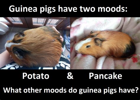 I Made This Meme With The Fabulous Modeling Of My Guinea Pig Wilson