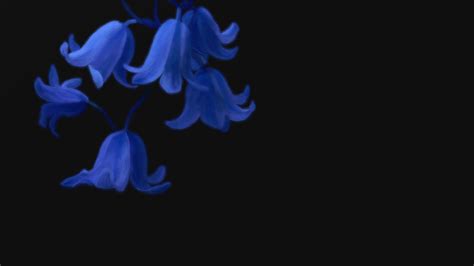 If you're in search of the best blue flower wallpaper, you've come to the right place. Purple Flowers Black Background Desktop Wallpaper