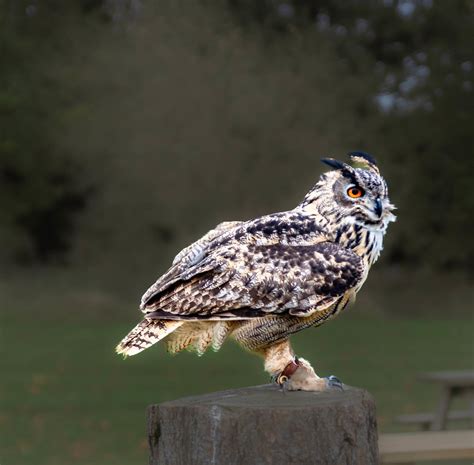 Owl National Bird Of Prey Centre Helmsley North Yorkshi Flickr