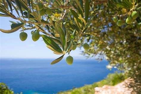 Hd Wallpaper Brown Fruits Olive Olives Sky Olivas Growth Plant