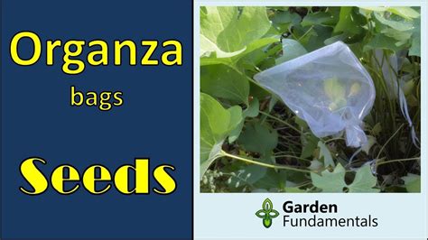 Collect Seeds Easily With Organza Bags Never Lose Seeds Again Youtube