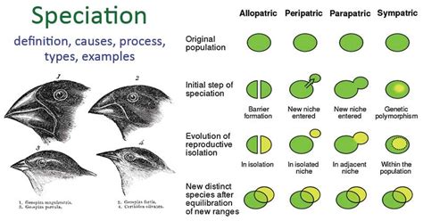 Speciation Definition Causes Process Types Examples