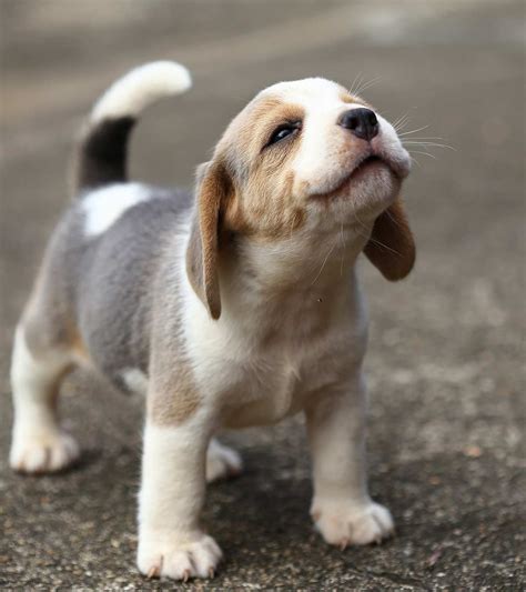 Small Dog Breeds Which Little Puppy Will You Bring Home