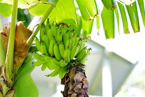 The Apple Banana Tree Minneopa Orchards