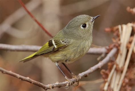 Plant Talk Ruby Crowned Kinglets Brighten Our Gardens Yes In December