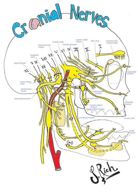 Cranial Nerves With Labeled Foramina On Meducation