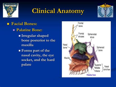 There are four joints making up the 'shoulder joint': PPT - Face and Related Structures Anatomy PowerPoint Presentation, free download - ID:776328