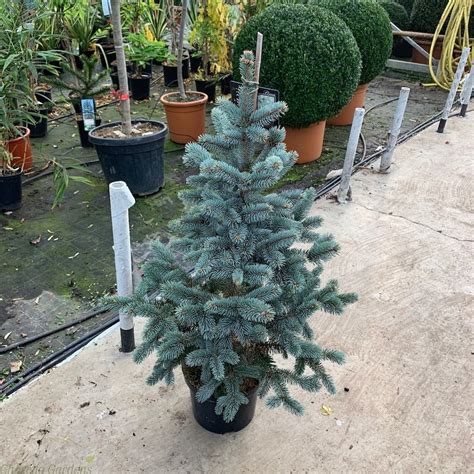 Blue Spruce Tree Large Picea Pungens Koster Delivery By Charellagardens