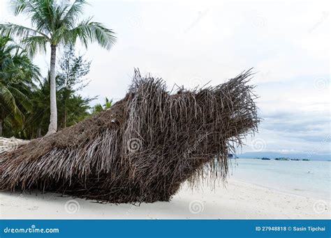 Coconut With Roots Stock Photo Image Of Dramatic Branches 27948818