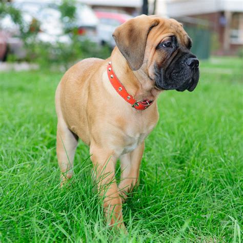 Even though its parent pitbull has a bad reputation but this mix can make good family pets if it gets a lot of socialization. Bullmastiff puppies...puppyhood and beyond