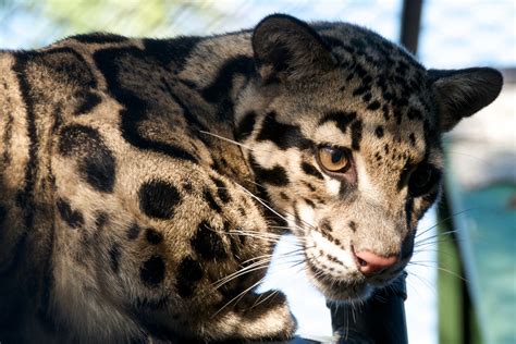 The Formosan Clouded Leopard Has Been Declared Extinct Grist