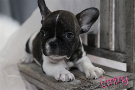 It is one of several breeds developed in order to overcome the. Emmy - Female French Bulldog from Ewing, Illinois. Find ...