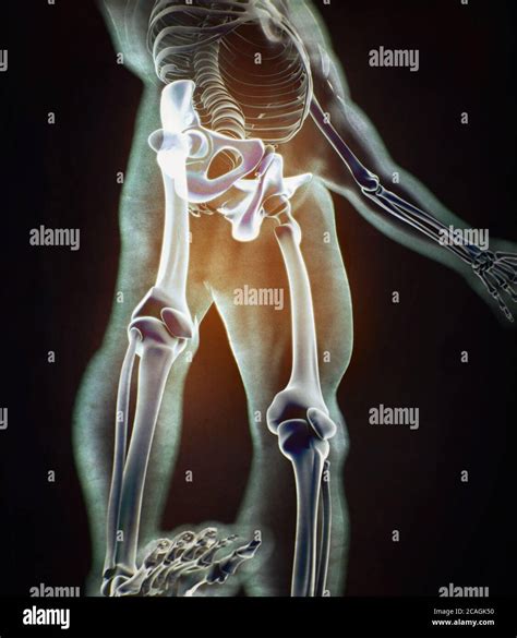 Illium Bone Hip Bone Or Pelvis Human Anatomy Bone Skeletal Structure