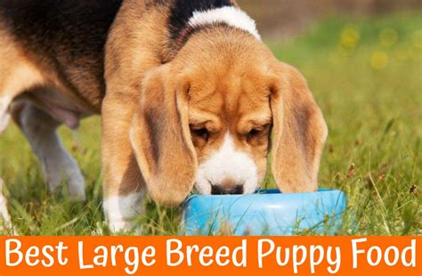 But large breed puppies often need more food and/or specific nutrient requirements to ensure the seemingly lesser known orijen large breed dog food* is made from all regionally local ingredients. Best Large Breed Puppy Food - Our Reviews in 2019 - US Bones