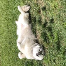 The ultimate husky puppy training guide. 3 Ways to Train a Siberian Husky - wikiHow