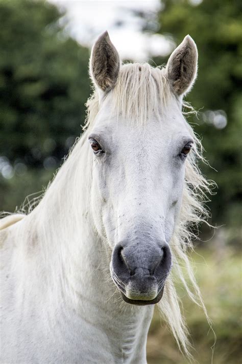 Horse White Irish Free Photo On Pixabay