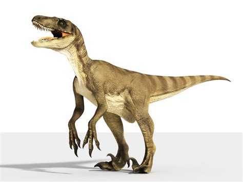 Velociraptor Facts Habitat Pictures And Diet Extinct Animals
