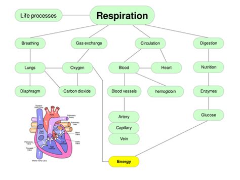 Respiration Mindmap And Dictionary Teaching Resources