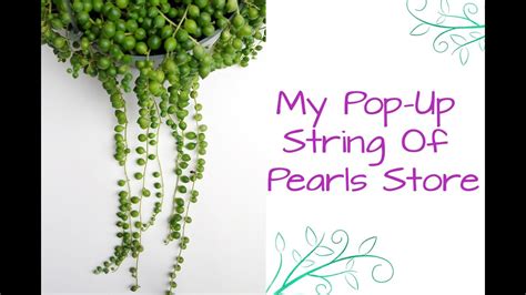 Today i tidied up my string of pearls, and pulled off all the dead flowers which have now seeded (?). String Of Pearls Cuttings & How To Plant Them / Joy Us ...