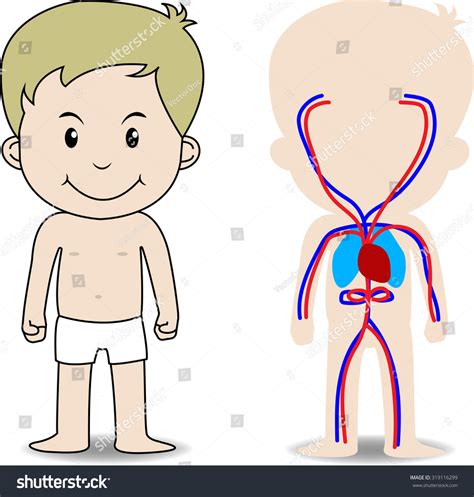 My Body Educational Anatomy Body Organ Vetor Stock Livre De Direitos