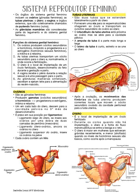 Anatomia Do Sistema Reprodutor Feminino Docsity