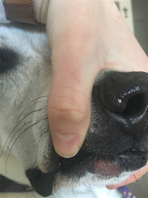 Dog Has Red Mark On Lip