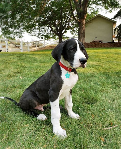 Pitbull Mixed With Great Dane Puppies