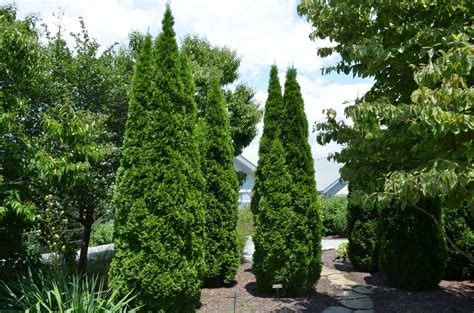 Emerald™ Arborvitae What Grows There Hugh Conlon Horticulturalist