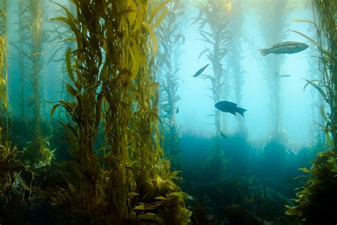 Turf Algae And Kelp Forests Jstor Daily