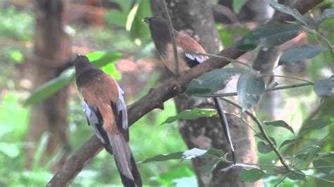 Kerala Beautiful Birds On Tree Youtube