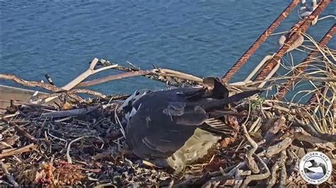 Rosie The Richmond Seahawk Lays First Egg Of Spring Youtube
