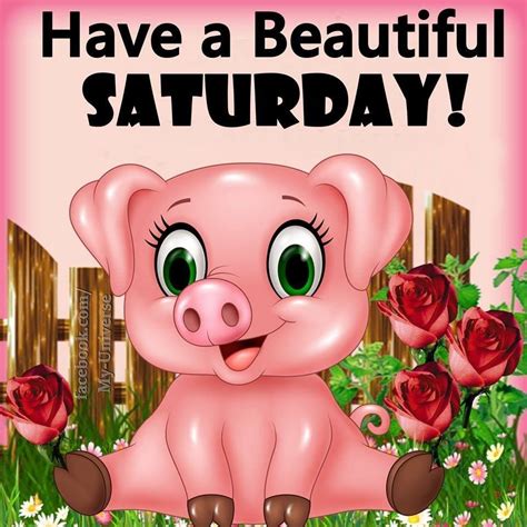 Happy Piggy Beautiful Saturday Pictures Photos And Images For