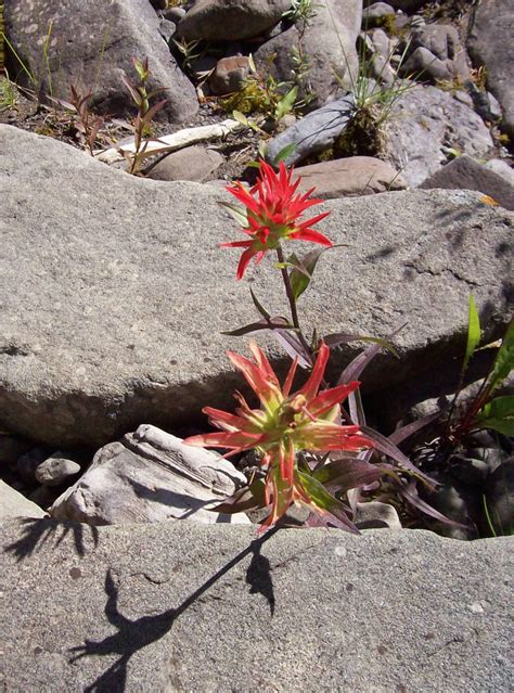 Indian Paintbrush—facts Legend And Lore Owlcation