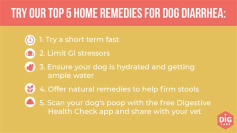 At Home Remedies For Dog Diarrhea And When To See A Vet