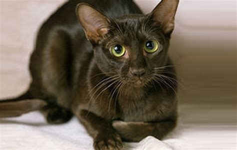 The Havana Brown Cat Cat Breeds Encyclopedia